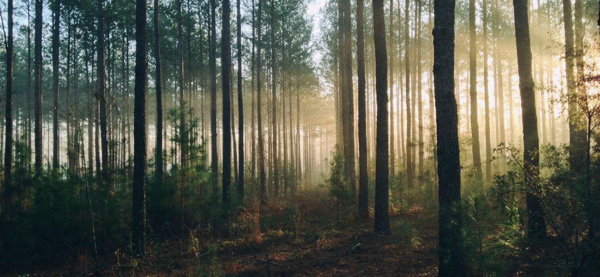 steven-kamenar-MMJx78V7xS8-unsplash